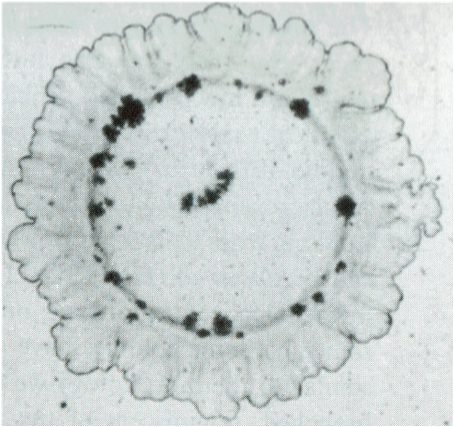 Colonia de bacterias
con una forma rugosa compacta [7].