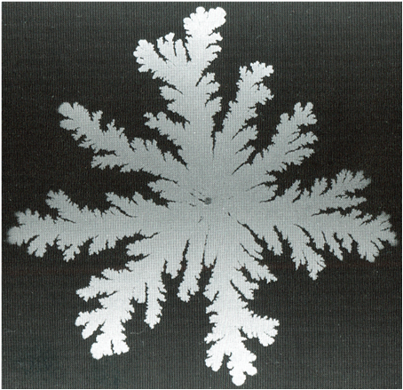  Colonia de bacterias
con morfología ramificada, parecida al modelo de crecimiento de Agregación de
Deposición Limitada [7].