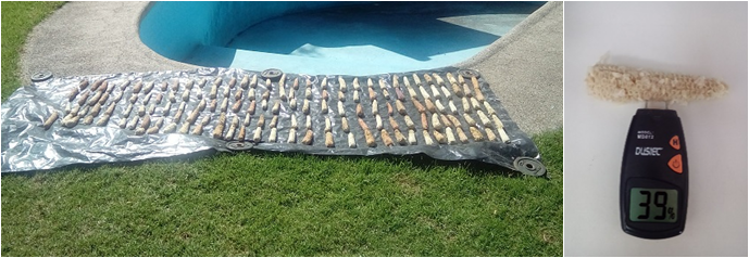 Secado de las tusas de maíz al aire libre (a) y humedad inicial de las tusas
(b).