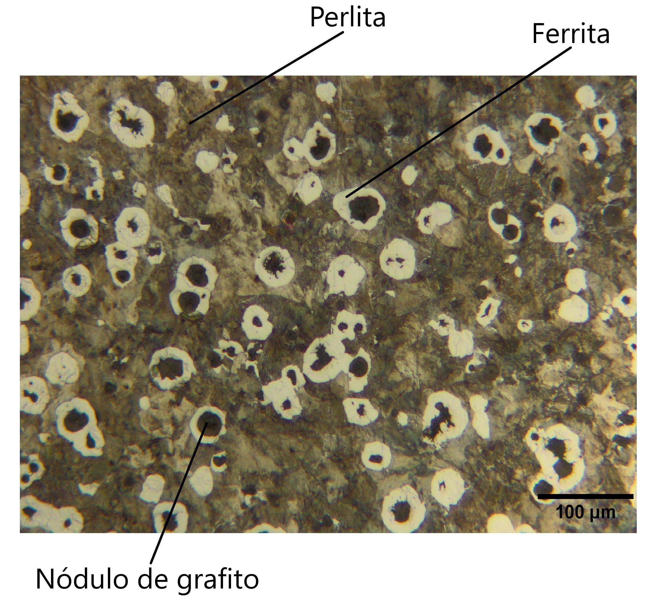 Microestructura de la fundición nodular en estado de entrega mediante microscopia óptica.