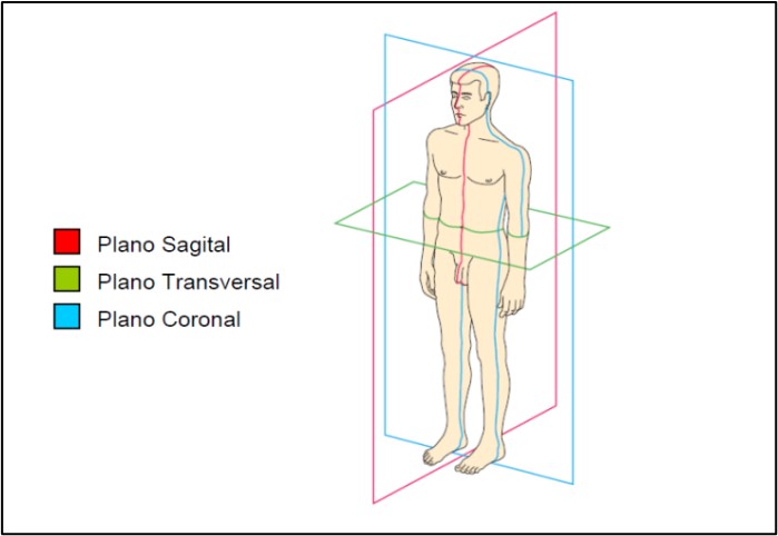 Planos de Divisin del cuerpo humano. En el plano sagital, en l se realizan los movimientos de flexo-extensin.