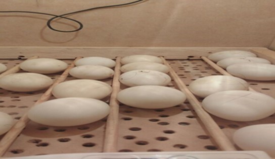 Primer d�a de la incubaci�n de los 30 huevos.