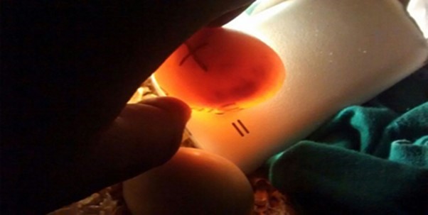 inspecci�n de los 30 huevos durante el primer periodo.