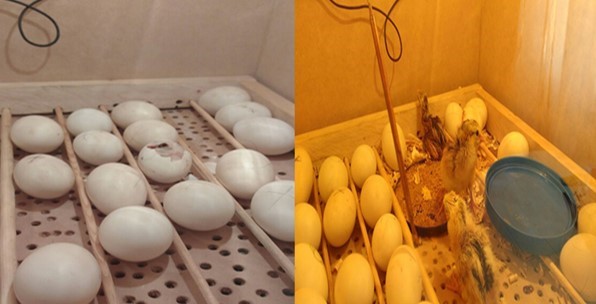 Cuarto periodo donde los pollos rompen y salen del cascar�n.