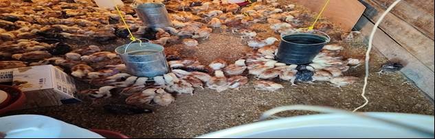 Los pollos que se han nacido en estas 17 pruebas.