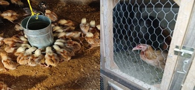 Los pollos con una alimentaci�n natural.