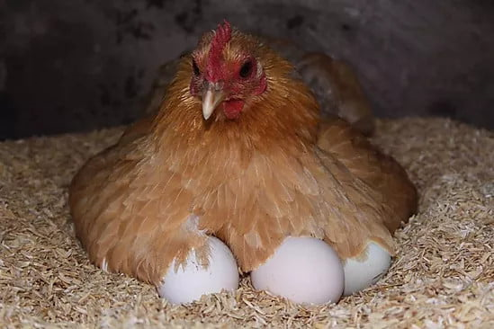 Gallina empollando sus huevos durante 21 d�as hasta su eclosi�n.