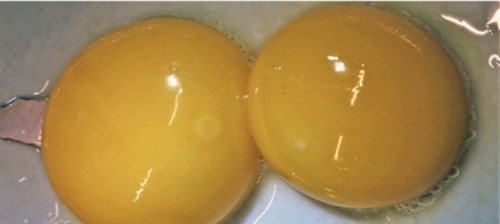 Huevo f�rtil con blastodermo ala izquierda, un huevo inf�rtil con blastodisco a la derecha