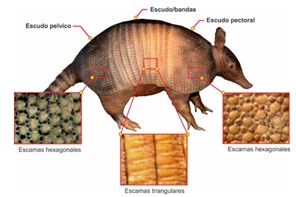 Armadillo de nueve bandas y patrones de escamas en el caparaz�n [17].