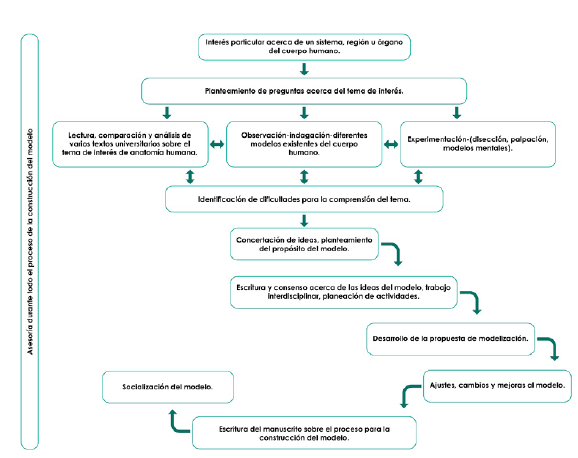 Esquema para la construcción de modelos anatómicos de los estudiantes