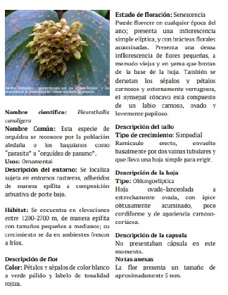 Pleurothallis canaligera