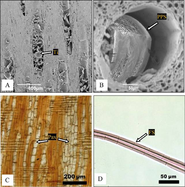 Quercus crassifolia. Microscopio electr&oacute;nico de barrido: A) Ti = t&iacute;lides en elemento de vaso, corte radial, duramen &aacute;rbol 1. B) PPS = placa perforada simple, albura &aacute;rbol 3. Microscopio de luz: C) Pax = par&eacute;nquima axial, albura &aacute;rbol 1 (10x). D) Fibra septada (FS), duramen &aacute;rbol 2 (40x).