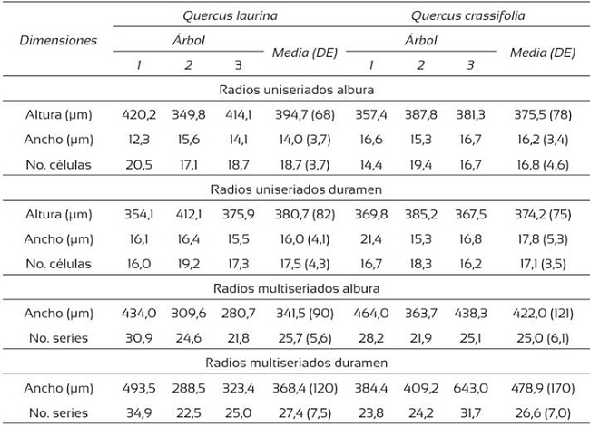 Dimensiones y n&uacute;mero de c&eacute;lulas de radios de la madera de Quercus laurina y Q. crassifolia.