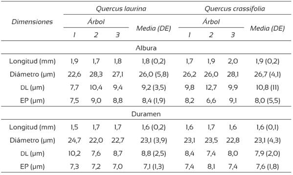 Dimensiones de las fibras de la madera de Quercus laurina y Q. crassifolia.