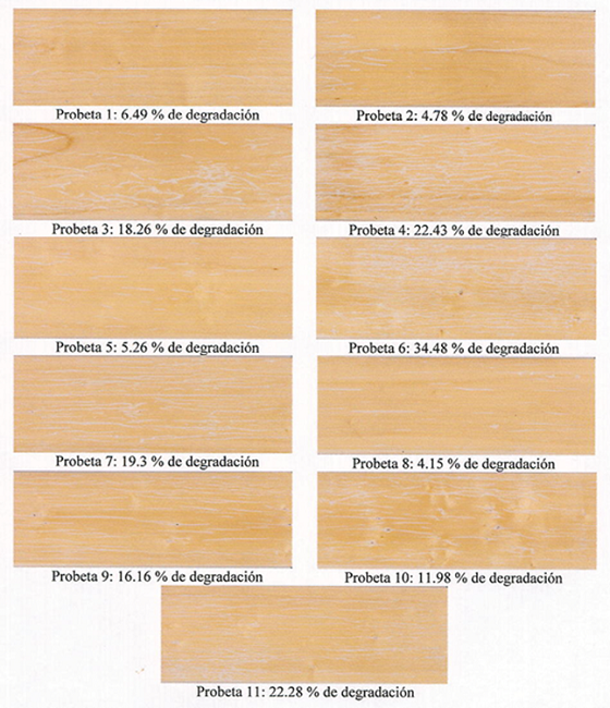 Degradación del barniz Hydroform® a las 1200 h en las probetas de Cedrela odorata L (cedro rojo).