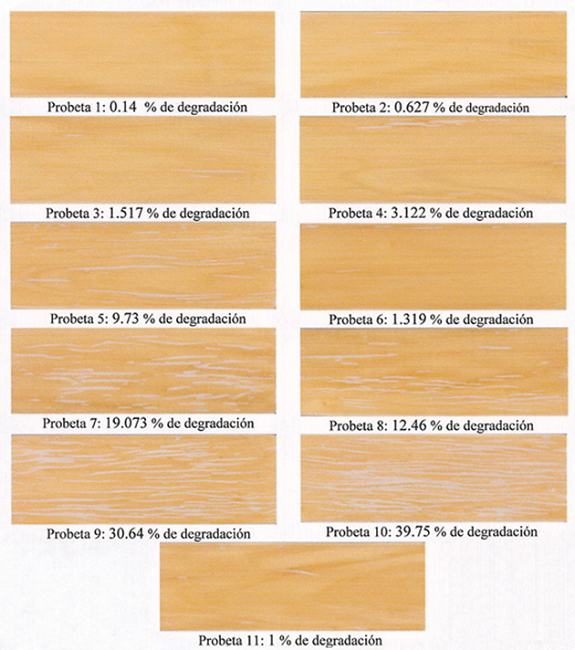Degradación del barniz Hydroform® a las 2000 horas en las probetas de Roseodendrum donnell-smithii (Rose) Miranda (primavera).