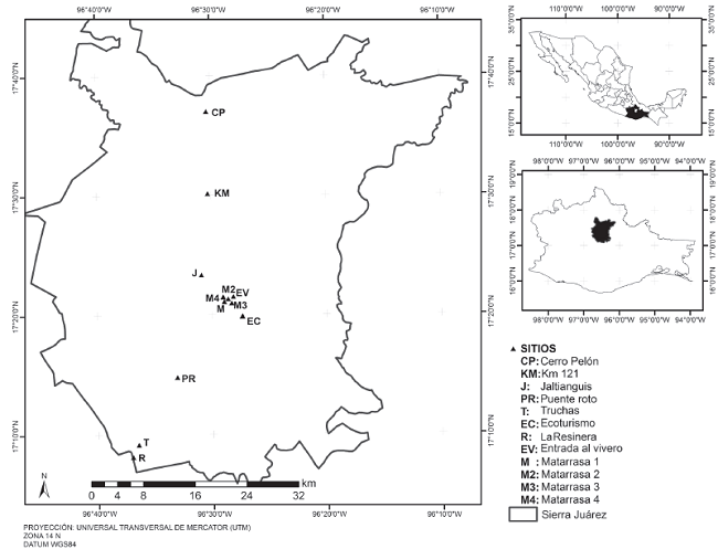 Sitios de estudio de Quercus crassifolia en Sierra Juárez, Oaxaca.