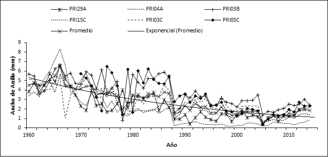 Crecimiento radial anual (grosor de anillo) para algunas series de &aacute;rboles establecidos en la d&eacute;cada de 1960. El crecimiento de las series se ajusta a una curva exponencial negativa (l&iacute;nea continua obscura).