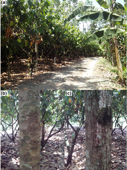 (a) Agroforestry system of Cedrela odorata trees with Theobroma cacao, (b) tree from population 1, and (c) tree from population 2.