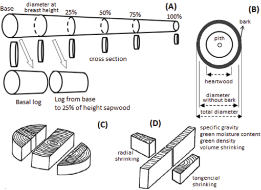 Tree sampling patterns (A), cross-section measurements obtained from each tree (B) and sampling to determine the physical properties and amount of wood shrinkage (C-D).