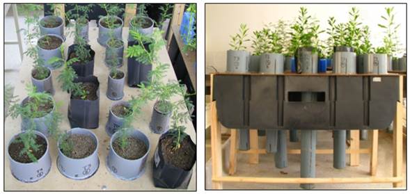 Photographs of the different size and shape of experimental containers used in the present study. All photos taken in November 2012 by Luz M. de la Fuente.