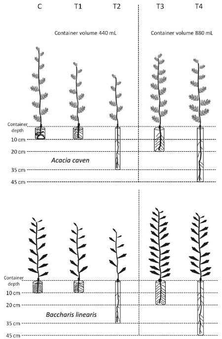 Scaled graphical representation of some morphological parameters obtained on seedlings of Acacia caven and Baccharis linearis grown in different types of containers at the end of experimental propagation stage (treatment codes according to table 1).