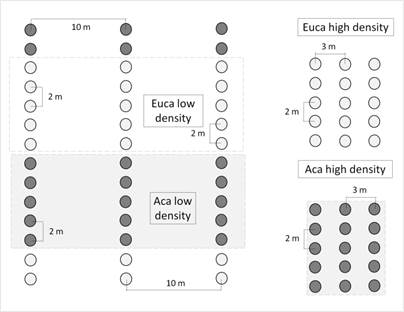 Plantation scheme showing high and low density stands with Eucalyptus (white circles) and Acacia (gray circles) trees.
