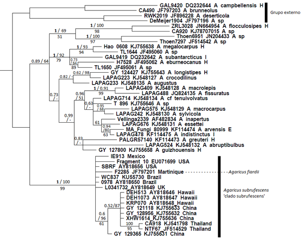 Cladograma de consenso del análisis filogenético por inferencia bayesiana que muestra la posición filogenética de la cepa IE913 dentro del ‘clado subrufescens’ en la sección Arvenses del género Agaricus.