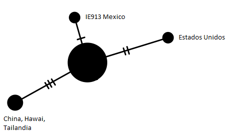 Red de haplotipos que muestra la variación genética del ‘clado subrufescens’.