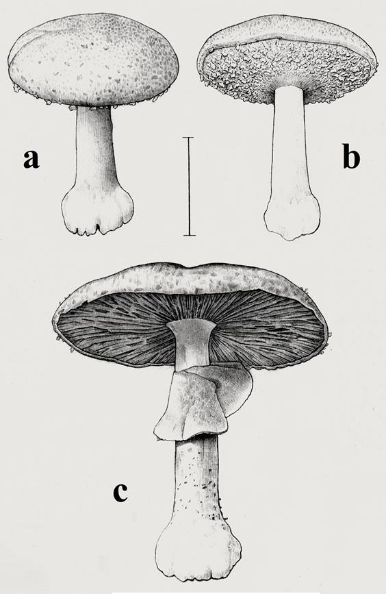 Esquemas del basidioma del espécimen mexicano de Agaricus subrufescens mostrando distintos aspectos de su morfología (barra = 2 cm).