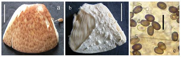 Morfología del espécimen mexicano de Agaricus subrufescens.