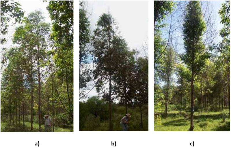Clases de daño por heladas en árboles según escala visual: a) copa sana, sin daño aparente por heladas, b) ápice seco, resto de la copa sin daño por heladas, c) copa totalmente seca, rebrotando algunas ramas o el fuste.