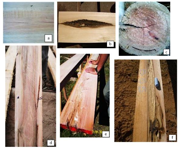 Daños encontrados en trozas y tablas aserradas, provenientes arboles de E. grandis afectados por frío: 2a, grietas; 2b, 2c y 2d, bolsas y venas de kino; 2e y 2f, pudrición.