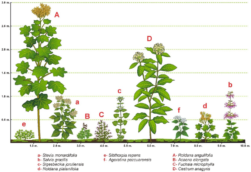 Estructura del sotobosque en el bosque de Abies religiosa, se
								presenta la altura y cobertura aproximada de las especies
								dominantes.