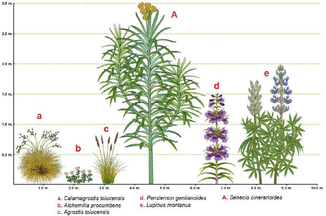 Estructura del sotobosque en el bosque denso de Pinus hartwegii, se
								presenta la altura y cobertura aproximada de las especies
								dominantes.
