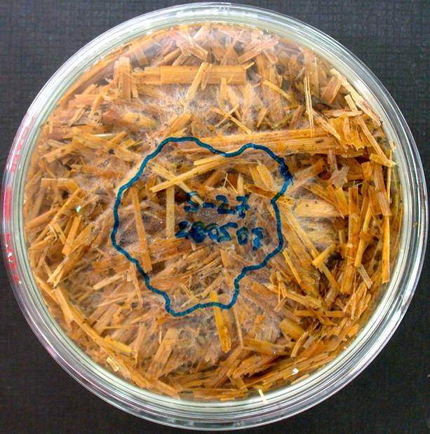 Drawing the mycelial area developed on the substrate, for its subsequent digitalization.
