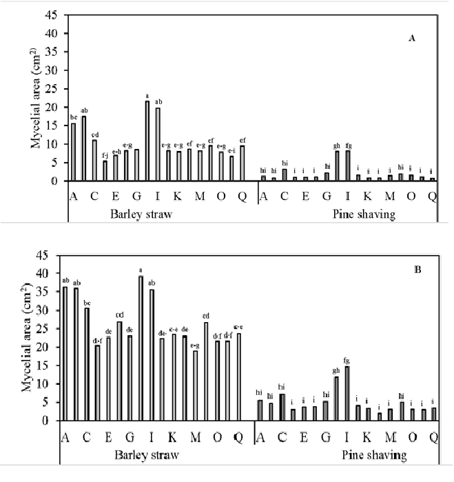 Effect of the strain-substrate interaction on the mycelial growth of the P. ostreatus strains evaluated at 5 (A) and 7 (B) days of incubation. By each substrate and incubation time, bars with same letters are not statistically significant (p = 0.05, Fisher).