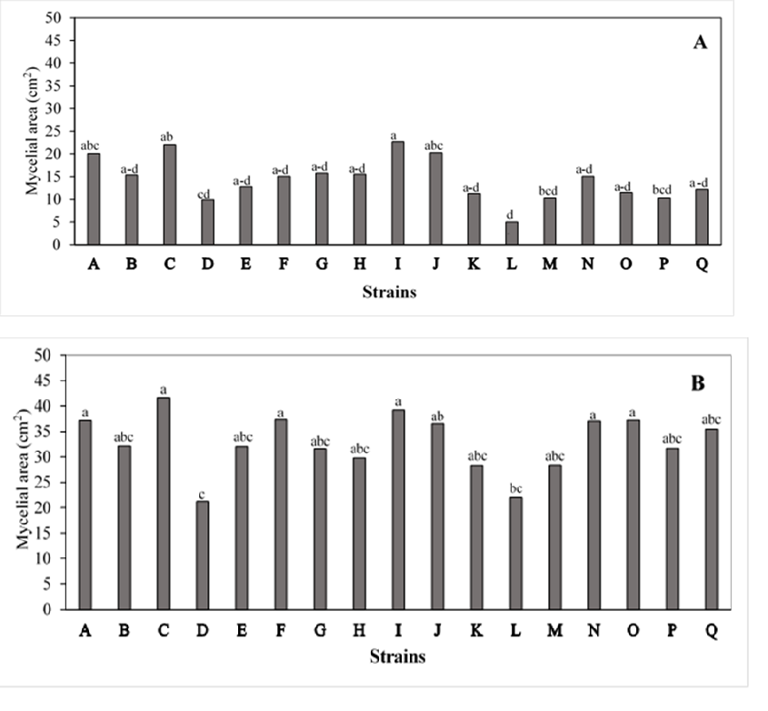 Mycelial areas of P. ostreatus strains developed in pine shavings at 10 days (A) and 15 days (B) of incubation. By each incubation time, bars with same letters are not statistically significant (p = 0.05, Tukey).