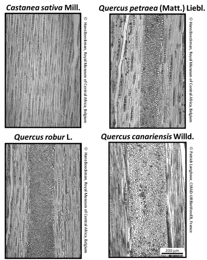 Microscopic views of the tangential sections of the four hardwood
								ring-porous species studied [the scale used is the same for the 4
								photos].