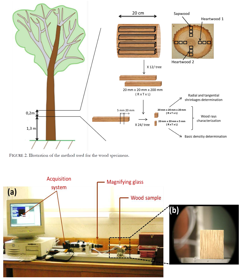 Illustration of the method used for the wood specimens.