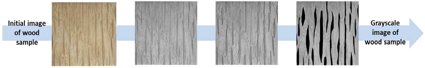 Grayscale image processing by Photoshop® software to
								determine the ratio black area / gray area defining the wood ray
								proportion in the wood specimen
