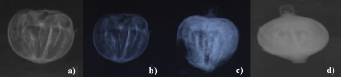 Radiograf&iacute;as de semillas de O. mexicana.