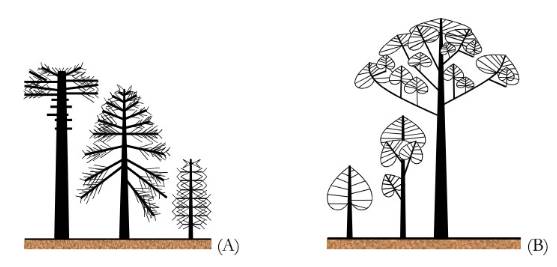 Las tres etapas de crecimiento en los &aacute;rboles unitarios o coloniales. 