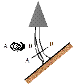 Enderezamiento de un tronco inclinado mediante la generaci&oacute;n de madera de reacci&oacute;n, por acci&oacute;n combinada de las partes superior e inferior del tejido.