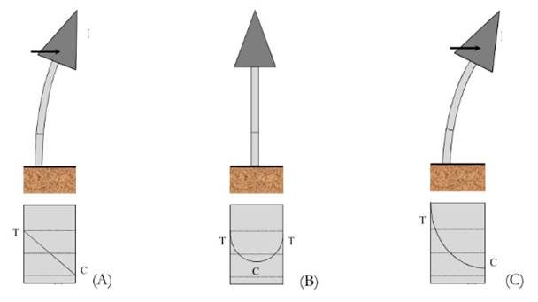Pretensi&oacute;n axial de los troncos de los &aacute;rboles.