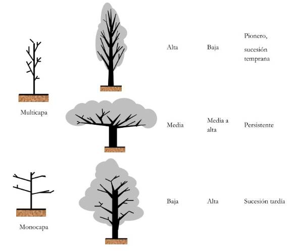 Forma de la copa y caracter&iacute;sticas generales de &aacute;rboles con diferentes estatus de sucesi&oacute;n. Adaptado de (Horn, 1971).
