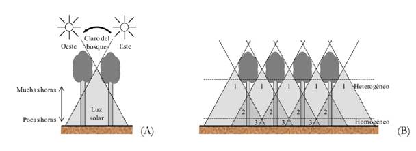 Paso de la luz hacia las capas inferiores del bosque a trav&eacute;s de los espacios del dosel forestal.