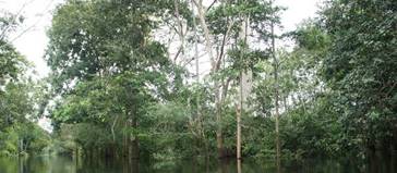 En los tr&oacute;picos abundan las plantas de sotobosque: selva amaz&oacute;nica colombiana.