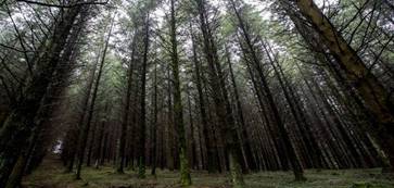 En las zonas de con&iacute;feras las plantas de sotobosque son escasas: bosque en Guadalajara, Espa&ntilde;a.