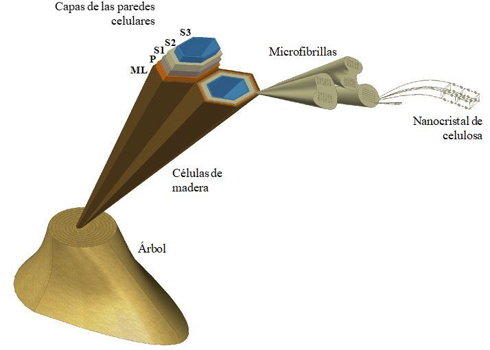 Estructura de la pared celular de la madera: lamela media (ML), pared primaria (P), paredes secundarias (S1, S2, S3), microfibrillas, estructuras cristalinas (Vargas et al., 2015).